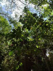 Clerodendrum chinense