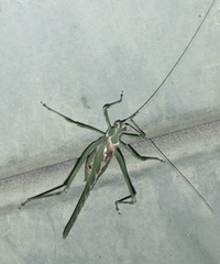 Insara elegans