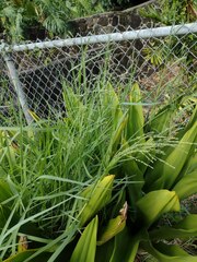 Panicum repens