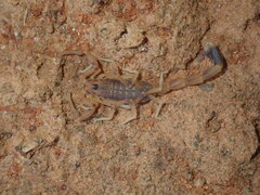 Scorpiones