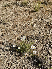 Brachyscome ciliaris