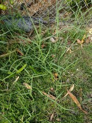 Panicum repens