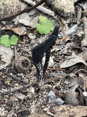 Geoglossum