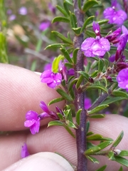Muraltia macropetala
