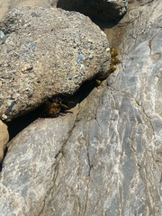 Laminariaceae