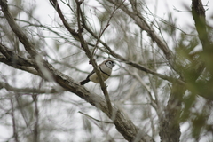 Stizoptera bichenovii