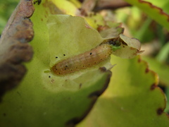 Talicada nyseus