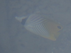 Chaetodon auriga