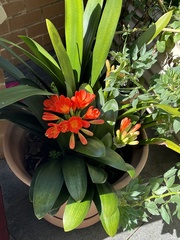Clivia