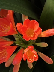 Clivia