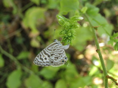 Leptotes plinius