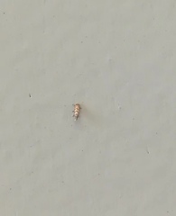 Lepidoptera