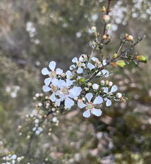Leptospermum trinervium