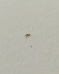 Lepidoptera
