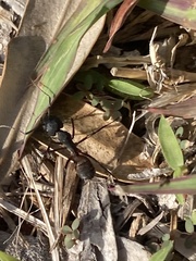 Camponotus cruentatus