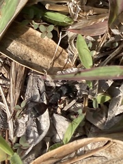 Camponotus cruentatus