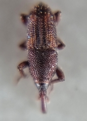 Sitophilus