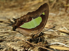 Polyura bharata