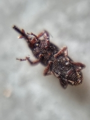 Sitophilus