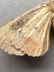 Amphipyra pyramidea