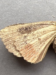 Amphipyra pyramidea