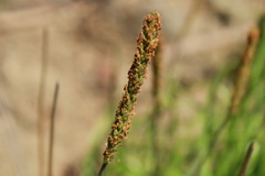 Alopecurus aequalis