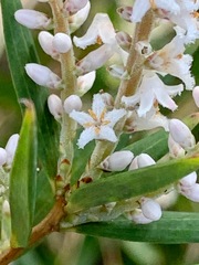Leucopogon australis