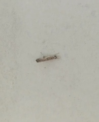 Culladia hastiferalis