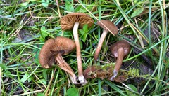 Inocybe lanuginosa