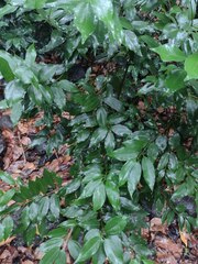 Cinnamomum burmanni