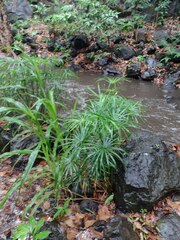 Cyperus alternifolius