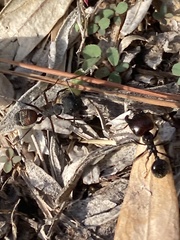 Camponotus cruentatus