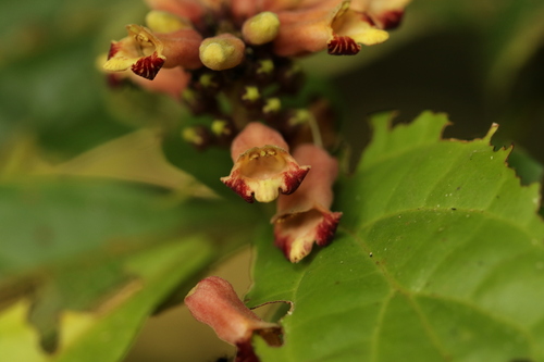 Thomandersia congolana
