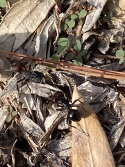 Camponotus cruentatus