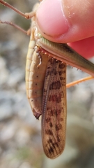 Locusta migratoria cinerascens