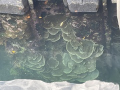 Montipora