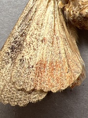 Amphipyra pyramidea