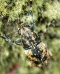 Habrissus