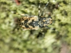 Habrissus
