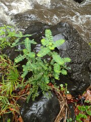 Phyllanthus leucanthus
