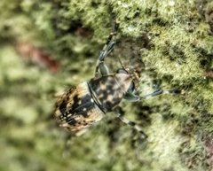 Habrissus