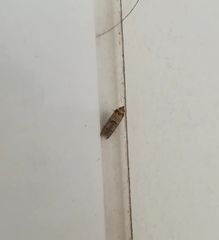 Blastobasidae