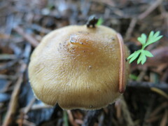 Inocybaceae