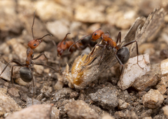 Formica integra