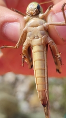 Locusta migratoria cinerascens