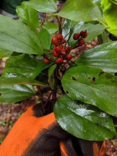 Mallotus philippensis observed 2022-09-03