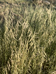 Bouteloua aristidoides