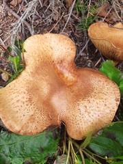 Paxillus