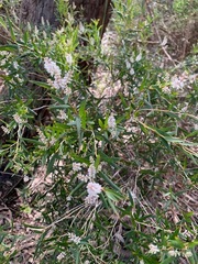 Leucopogon australis