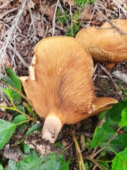 Paxillus